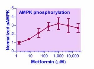 AMPK Phosphorylation Status Screening Service