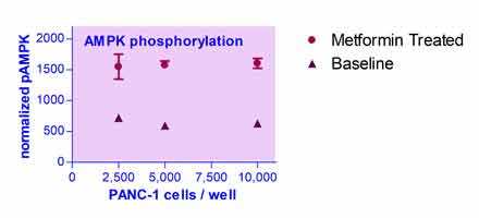 AMPK-Phosphorylation-Status-Screening-Servicefig1