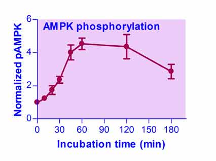 AMPK-Phosphorylation-Status-Screening-Servicefig3