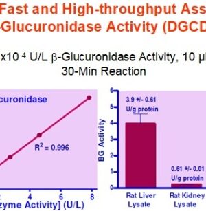 Glucuronidase Assay Kit image