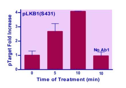 Human/Mouse LKB1(S431) Phosphorylation ELISA Kit