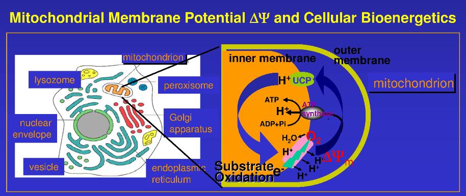 Mitochondrial-Membrane-Potentialfig
