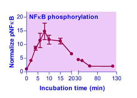 NFKB-Phosphorylation-Status-Screening-Servicefig3