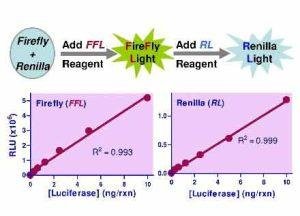SuperLight™ Dual-Luciferase Reporter Gene Assay Kit | BioAssay